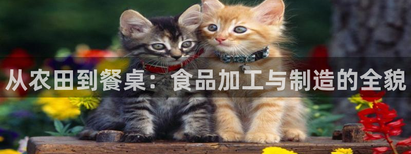 星欧娱乐公司老板背景
